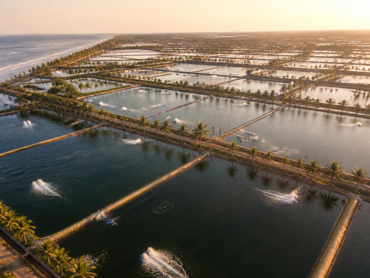 Aerial view of partner aquaculture ponds at sunrise