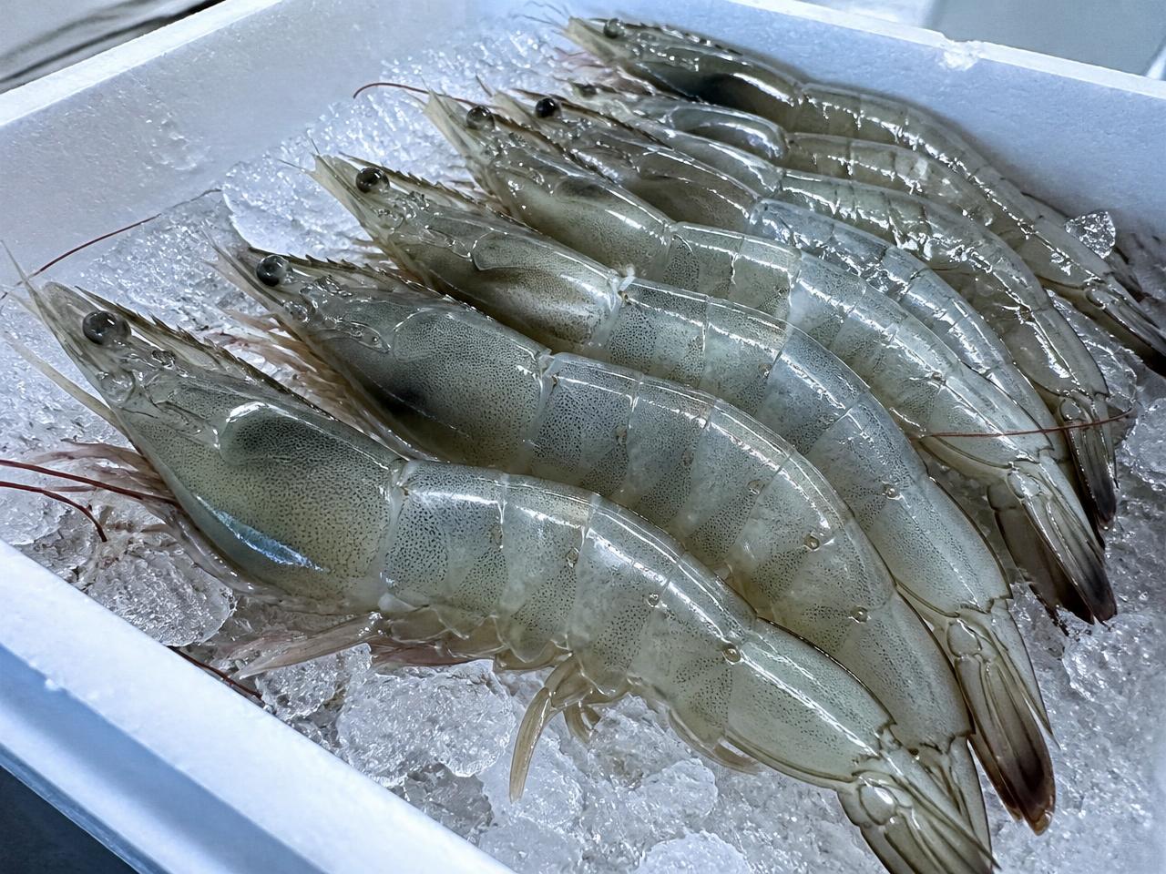 Graded Vannamei shrimp iced in a food-grade crate